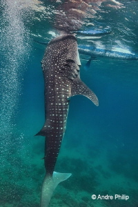 "Stand up for some food" - Whaleshark in Oslob
Oslob, Ce... by Andre Philip 